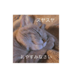 初めまして シュリです（個別スタンプ：7）
