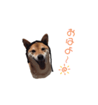 うちのくうちゃん。〜日常編〜（個別スタンプ：1）