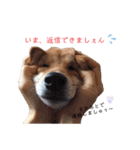 うちのくうちゃん。〜日常編〜（個別スタンプ：12）