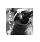 ボストンテリアのパク（個別スタンプ：1）