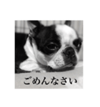 ボストンテリアのパク（個別スタンプ：4）