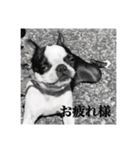 ボストンテリアのパク（個別スタンプ：5）