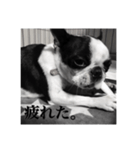 ボストンテリアのパク（個別スタンプ：6）
