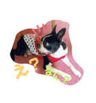 ウチのボストンテリア（個別スタンプ：3）