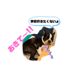 ウチのボストンテリア（個別スタンプ：5）