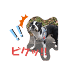 ウチのボストンテリア（個別スタンプ：6）