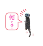 アリゴ座オールスタースタンプVol.2（個別スタンプ：33）