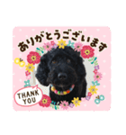 黒ミディプーの豆太くん②（個別スタンプ：8）
