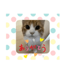 うちのねこたち②（個別スタンプ：3）