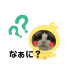 うちのねこたち②（個別スタンプ：4）