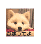 日本スピッツおもちとこむぎ（個別スタンプ：1）