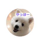 日本スピッツおもちとこむぎ（個別スタンプ：3）
