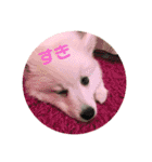 日本スピッツおもちとこむぎ（個別スタンプ：17）