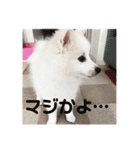日本スピッツおもちとこむぎ（個別スタンプ：23）