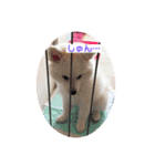 日本スピッツおもちとこむぎ（個別スタンプ：24）