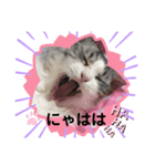 夢猫5（個別スタンプ：4）