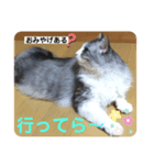 夢猫5（個別スタンプ：5）