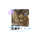 夢猫5（個別スタンプ：6）