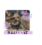 夢猫5（個別スタンプ：7）