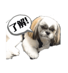 でかシーズーが親目線でお伝えします。（個別スタンプ：2）