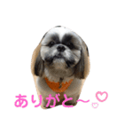 でかシーズーが親目線でお伝えします。（個別スタンプ：3）