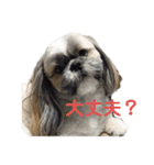 でかシーズーが親目線でお伝えします。（個別スタンプ：5）
