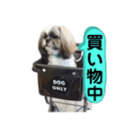 でかシーズーが親目線でお伝えします。（個別スタンプ：6）