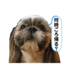 でかシーズーが親目線でお伝えします。（個別スタンプ：11）