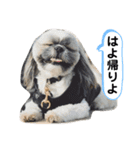 でかシーズーが親目線でお伝えします。（個別スタンプ：12）