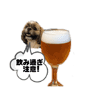 でかシーズーが親目線でお伝えします。（個別スタンプ：14）