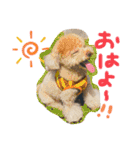 ワンコの日常☀︎☻︎（個別スタンプ：1）