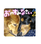 ワンコの日常☀︎☻︎（個別スタンプ：10）