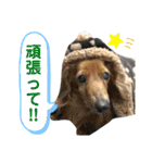 ワンコの日常☀︎☻︎（個別スタンプ：18）