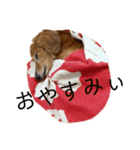 ダックス くぅ の日常語（個別スタンプ：2）