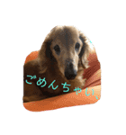 ダックス くぅ の日常語（個別スタンプ：3）