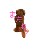 ダックス くぅ の日常語（個別スタンプ：5）