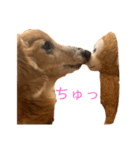 ダックス くぅ の日常語（個別スタンプ：12）
