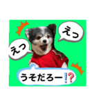 haruhimelove（個別スタンプ：4）
