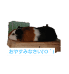 k--（個別スタンプ：5）