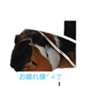 k--（個別スタンプ：6）