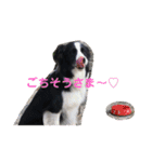 ボーダーコリー DORAMU★（個別スタンプ：3）
