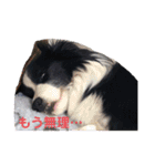 ボーダーコリー DORAMU★（個別スタンプ：6）