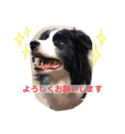 ボーダーコリー DORAMU★（個別スタンプ：10）