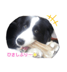 ボーダーコリー DORAMU★（個別スタンプ：18）
