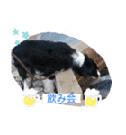 ボーダーコリー DORAMU★（個別スタンプ：20）