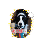 ボーダーコリー DORAMU★（個別スタンプ：24）
