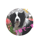 ボーダーコリー DORAMU★（個別スタンプ：26）