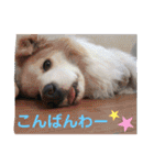 ボーダーコリー DORAMU★（個別スタンプ：31）