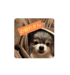 みーとぐーとうっちー（個別スタンプ：3）