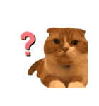 ねこのこはく。（個別スタンプ：6）